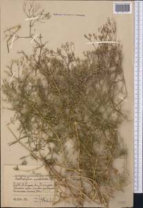 Acanthophyllum gypsophiloides Regel, Middle Asia, Western Tian Shan & Karatau (M3) (Uzbekistan)