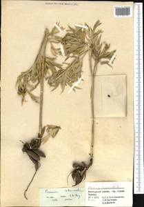 Paeonia intermedia C. A. Mey. ex Ledeb., Middle Asia, Dzungarian Alatau & Tarbagatai (M5) (Kazakhstan)