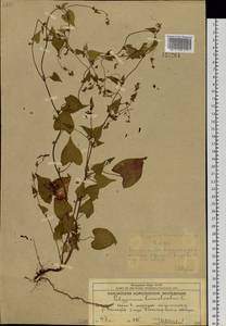 Fallopia convolvulus (L.) Á.Löve, Siberia, Chukotka & Kamchatka (S7) (Russia)