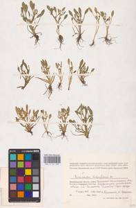 Ranunculus lingua L., Eastern Europe, Lower Volga region (E9) (Russia)