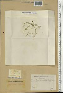 Ranunculus reptans L., Eastern Europe, Eastern region (E10) (Russia)