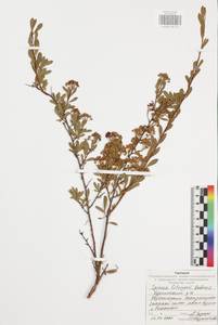 Spiraea alba var. latifolia (Aiton) H. E. Ahles, Eastern Europe, Central region (E4) (Russia)