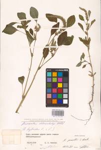 Amaranthus powellii S. Watson, Eastern Europe, North Ukrainian region (E11) (Ukraine)