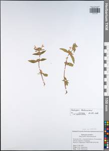 Galeopsis ladanum L., Eastern Europe, Central region (E4) (Russia)