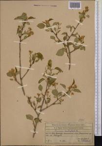 Prunus mahaleb L., Middle Asia, Western Tian Shan & Karatau (M3) (Kazakhstan)