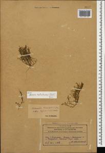 Sabulina tenuifolia subsp. hybrida (Vill.) Dillenb., Caucasus, Azerbaijan (K6) (Azerbaijan)