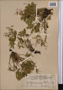 Potentilla humifusa Willd. ex D.F.K.Schltdl., Middle Asia, Caspian Ustyurt & Northern Aralia (M8) (Kazakhstan)