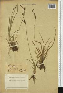 Carex panicea L., Western Europe (EUR) (Germany)