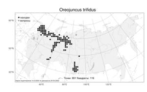 Oreojuncus trifidus (L.) Záv. Drábk. & Kirschner, Atlas of the Russian Flora (FLORUS) (Russia)