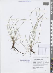 Carex amgunensis F.Schmidt, Siberia, Baikal & Transbaikal region (S4) (Russia)