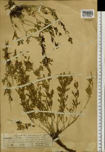 Lagochilus diacanthophyllus (Pall.) Benth., Siberia, Western (Kazakhstan) Altai Mountains (S2a) (Kazakhstan)