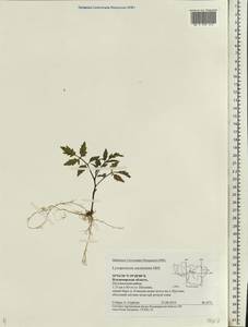 Solanum lycopersicum L., Eastern Europe, Central region (E4) (Russia)