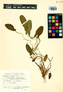 Sagittaria natans Pall., Siberia, Baikal & Transbaikal region (S4) (Russia)