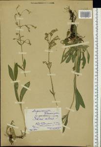 Silene nutans, Eastern Europe, Central forest-and-steppe region (E6) (Russia)