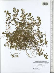 Lythrum portula (L.) D. A. Webb, Eastern Europe, Central region (E4) (Russia)