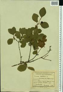 Lonicera xylosteum L., Eastern Europe, Eastern region (E10) (Russia)