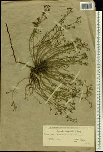 Asperula tephrocarpa Czern. ex Popov & Chrshan., Eastern Europe, Lower Volga region (E9) (Russia)