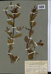 Veronica anagallis-aquatica L., Middle Asia, Pamir & Pamiro-Alai (M2) (Tajikistan)