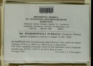 Hygrohypnella ochracea (Turner ex Wilson) Ignatov & Ignatova, Bryophytes, Bryophytes - Chukotka & Kamchatka (B21) (Russia)