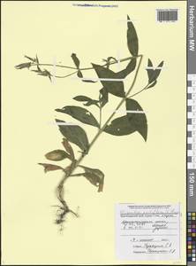 Silene noctiflora L., Caucasus, Black Sea Shore (from Novorossiysk to Adler) (K3) (Russia)
