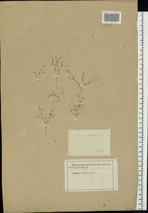 Spergularia segetalis (L.) G. Don, Eastern Europe, Lower Volga region (E9) (Russia)
