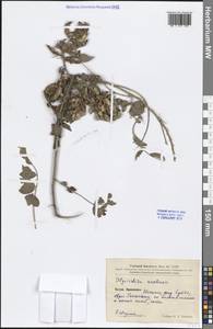 Glycyrrhiza uralensis Fisch. ex DC., South Asia, South Asia (Asia outside ex-Soviet states and Mongolia) (ASIA) (China)