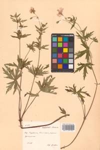 Geranium krameri Franch. & Sav., Siberia, Russian Far East (S6) (Russia)