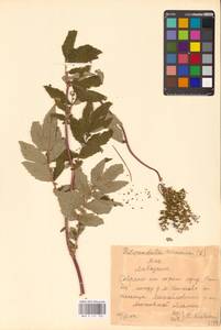 Filipendula ulmaria (L.) Maxim., Eastern Europe, Central region (E4) (Russia)