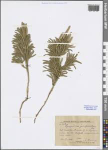 Dendrolycopodium juniperoideum (Sw.) A. Haines, Siberia, Russian Far East (S6) (Russia)