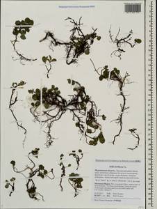 Salix herbacea L., Eastern Europe, Northern region (E1) (Russia)