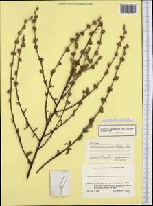 Verbascum pinnatifidum Vahl, South Asia, South Asia (Asia outside ex-Soviet states and Mongolia) (ASIA) (Turkey)