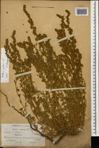 Panderia pilosa Fisch. & C. A. Mey., Caucasus, Armenia (K5) (Armenia)