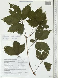 Parthenocissus inserta (A. Kern.) Fritsch, Eastern Europe, Central region (E4) (Russia)