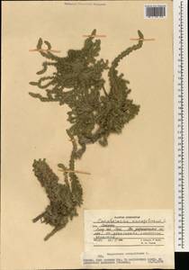 Camphorosma monspeliaca, South Asia, South Asia (Asia outside ex-Soviet states and Mongolia) (ASIA) (Afghanistan)