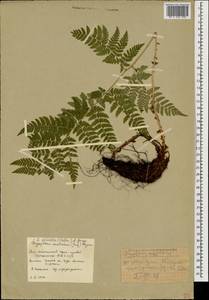 Dryopteris dilatata subsp. dilatata, Caucasus, South Ossetia (K4b) (South Ossetia)