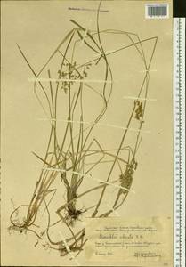 Anthoxanthum nitens (Weber) Y.Schouten & Veldkamp, Siberia, Western Siberia (S1) (Russia)