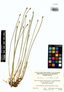 Eleocharis mamillata (H.Lindb.) H.Lindb., Siberia, Baikal & Transbaikal region (S4) (Russia)