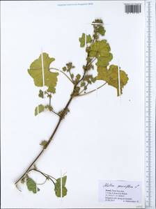 Malva parviflora L., South Asia, South Asia (Asia outside ex-Soviet states and Mongolia) (ASIA) (Israel)