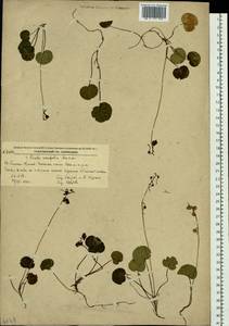 Pyrola renifolia Maxim., Siberia, Russian Far East (S6) (Russia)