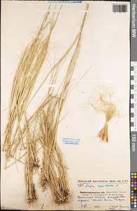 Stipa capillata L., Eastern Europe, North Ukrainian region (E11) (Ukraine)