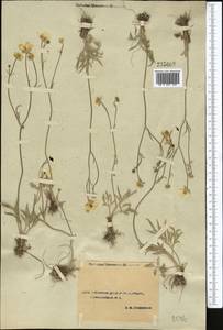 Ranunculus platyspermus Fisch. ex DC., Middle Asia, Syr-Darian deserts & Kyzylkum (M7) (Uzbekistan)