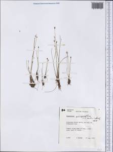Eleocharis quinqueflora (Hartmann) O.Schwarz, America (AMER) (Canada)