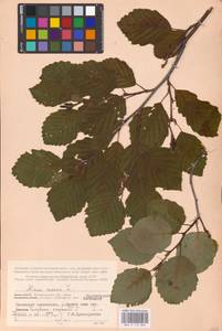 Alnus incana (L.) Moench, Eastern Europe, Northern region (E1) (Russia)