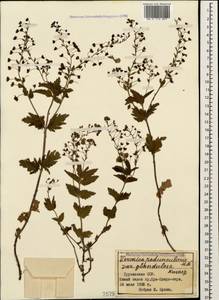 Veronica peduncularis M. Bieb., Caucasus, Georgia (K4) (Georgia)