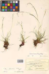 Carex karoi Freyn, Siberia, Russian Far East (S6) (Russia)