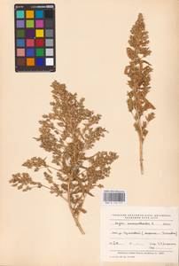 Axyris amaranthoides L., Eastern Europe, Middle Volga region (E8) (Russia)