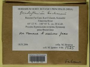 Brachythecium buchananii (Hook.) A. Jaeger, Bryophytes, Bryophytes - Russian Far East (excl. Chukotka & Kamchatka) (B20) (Russia)