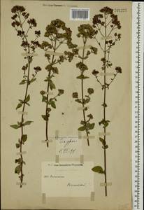 Origanum vulgare L., Caucasus, Georgia (K4) (Georgia)