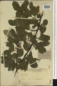 Prunus domestica subsp. insititia (L.) Bonnier & Layens, Caucasus, Azerbaijan (K6) (Azerbaijan)