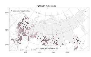 Galium spurium L., Atlas of the Russian Flora (FLORUS) (Russia)